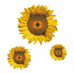 Sonnenblume Digitaldruck Aufkleber Set 1