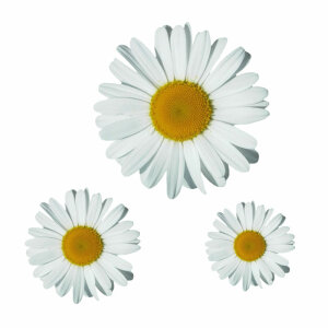 Blumen Digitaldruck Aufkleber Set 4